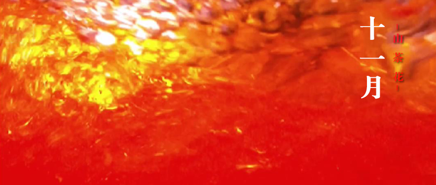 【十二花神】十一月：山茶花